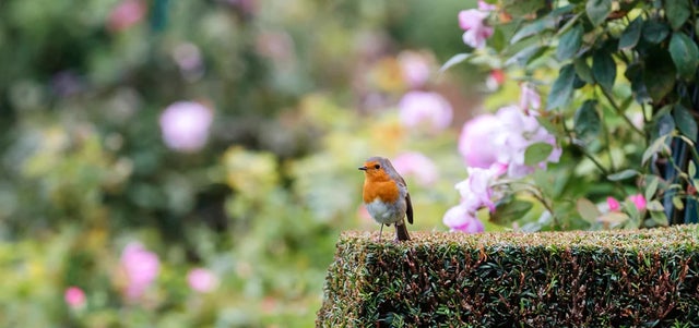 Five ways to help birds in every season