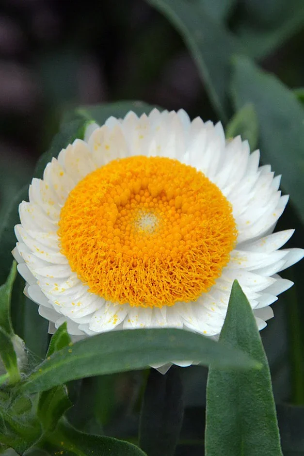 Ammobium alatum