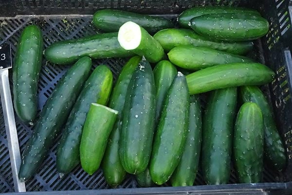 ‘Marketmore’ AGM