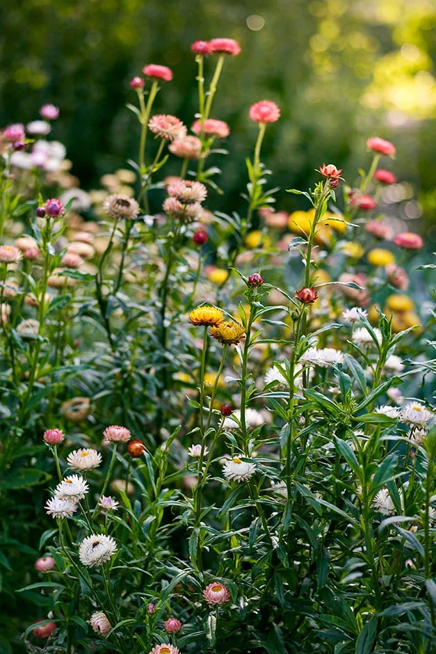 Xerochrysum bracteatum
