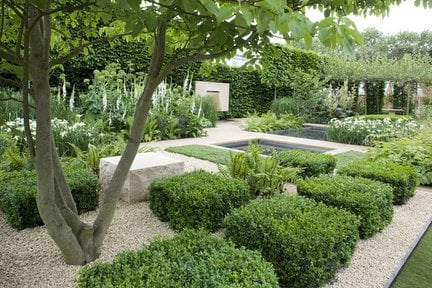 Managing Box Blight Outbreaks | RHS Advice