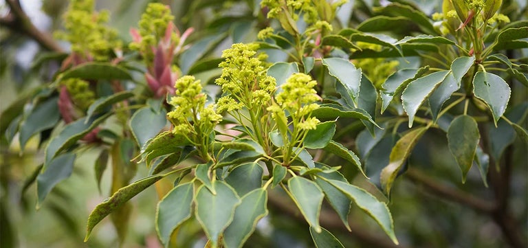Experts’ pick of small evergreen trees