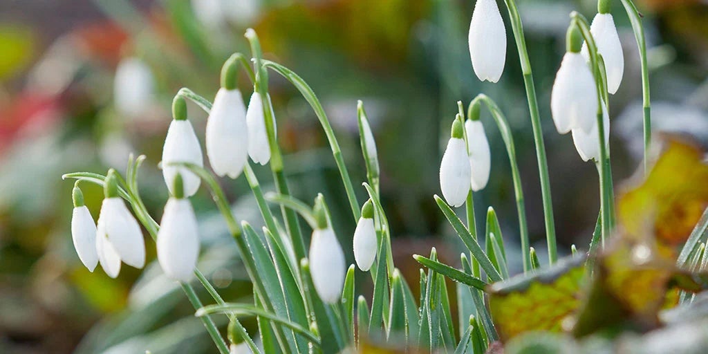 Snowdrops Rhs Snowdrops (Galanthus) / RHS Plant Guide