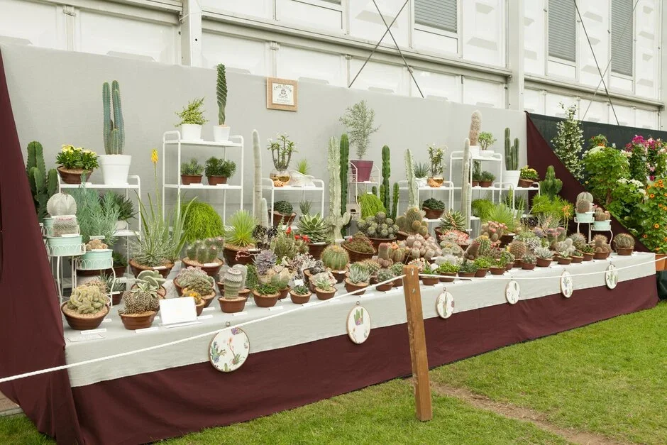 Craig House Cacti