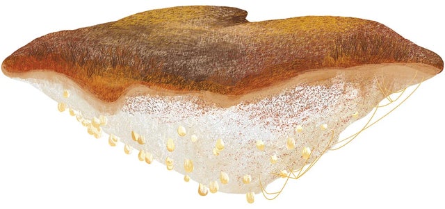 Fungus among us