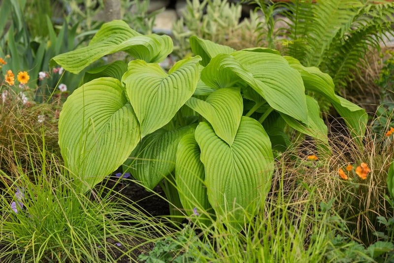 Hosta ‘T. Rex’