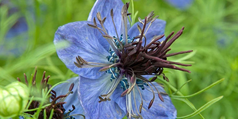 Buy nigella from RHSplants.co.uk