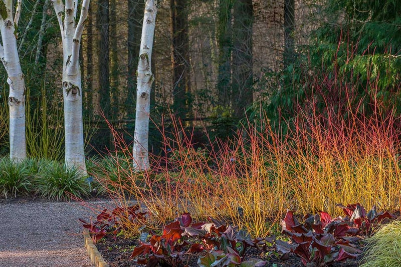 How to get the best out of your dogwood
