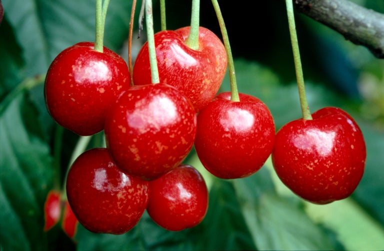 Buy prunus from RHSplants.co.uk