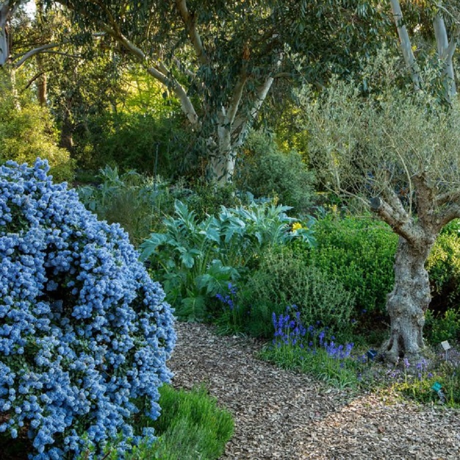 Evergreens can provide year-round interest