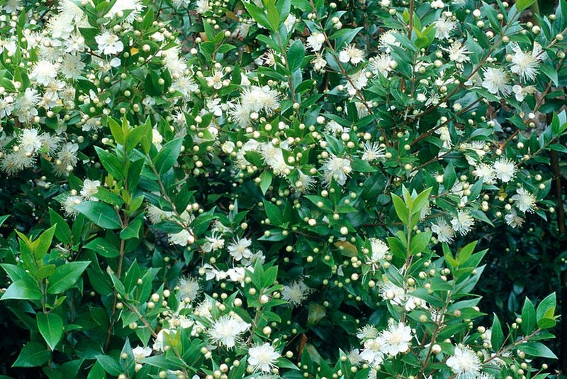 Evergreen and ever-fragrant