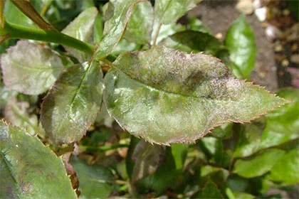 Powdery mildew