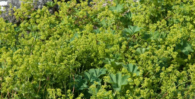 Introducing... Alchemilla