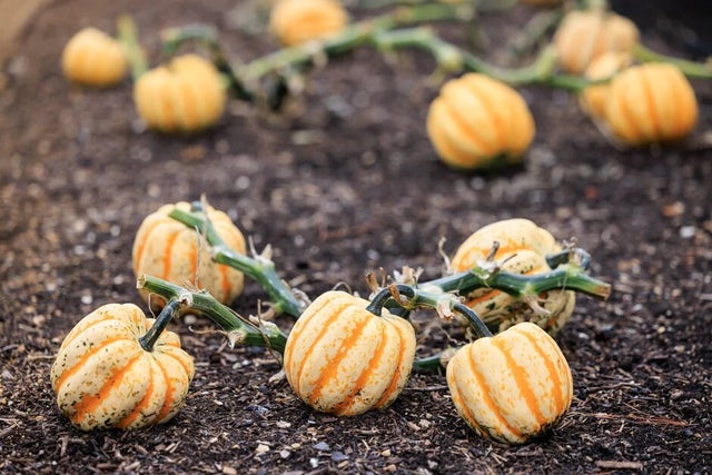 Fascinating facts and figures about pumpkins
