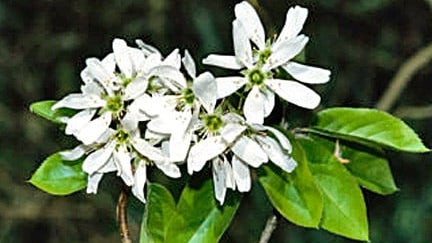 Serviceberry Tree In Spring Trees for Smaller Gardens | RHS Advice