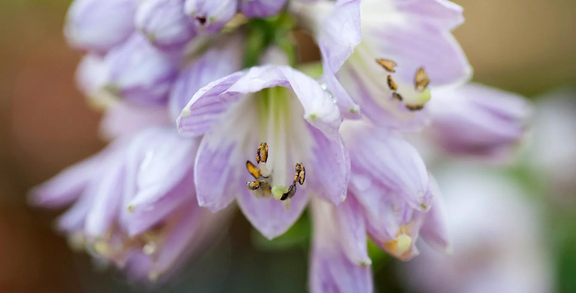 Hostas Rhs Miniature hostas / RHS Plant Guide