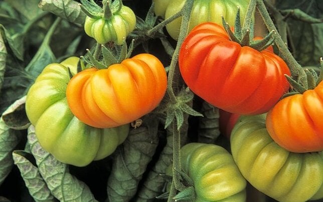 'Costoluto Fiorentino' AGM