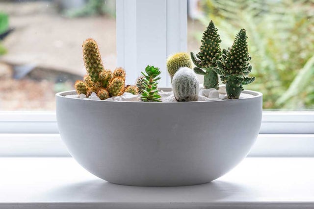 RHS guide to growing houseplant cacti and succulents