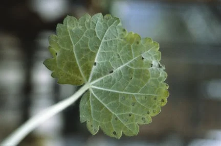Hollyhock rust