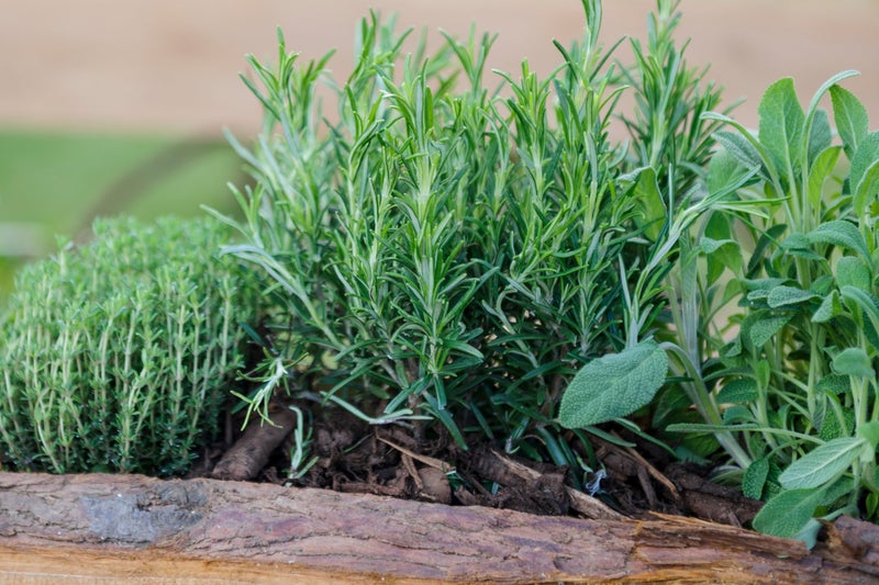 Thyme, rosemary and sage herbs growing in a windowbox planter