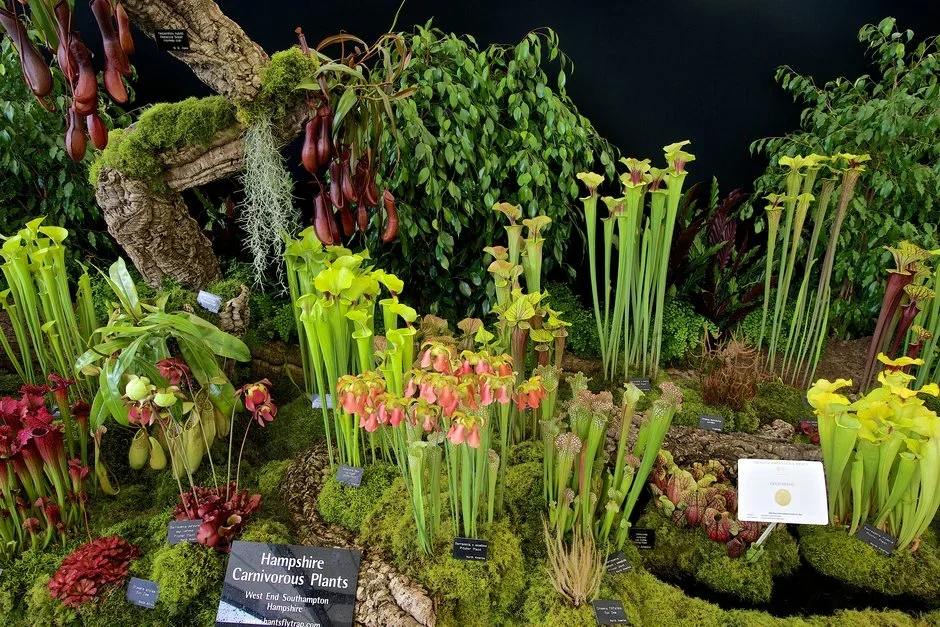 Hampshire Carnivorous Plants