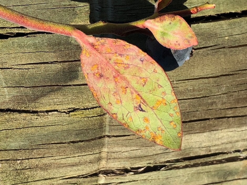 Rust Blueberry Sign Blueberry rust: Causes, Symptoms & Control | RHS Advice
