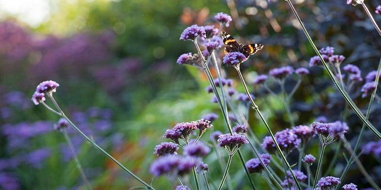 Buy verbenas from RHSPlants.co.uk
