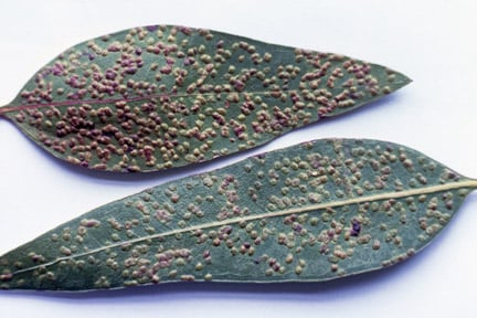 Eucalyptus gall wasp (<i>Ophelimus maskelli</i>) on Eucalyptus (<i>Eucalyptus</i> sp.). Credit: RHS/Entomology.