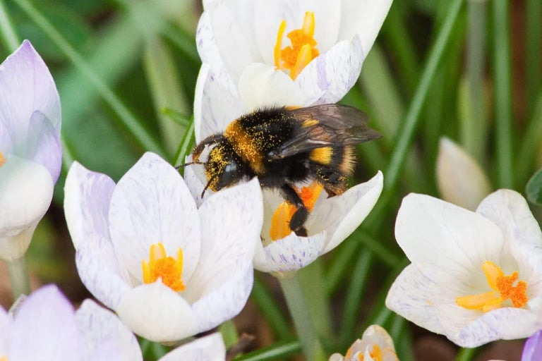 RHS Plants for Pollinators