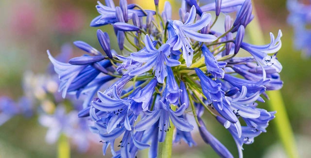 All about agapanthus