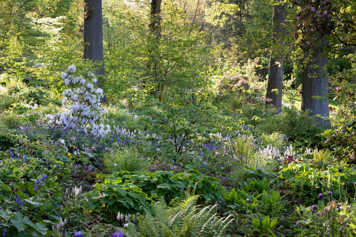 A forest with many trees and plants