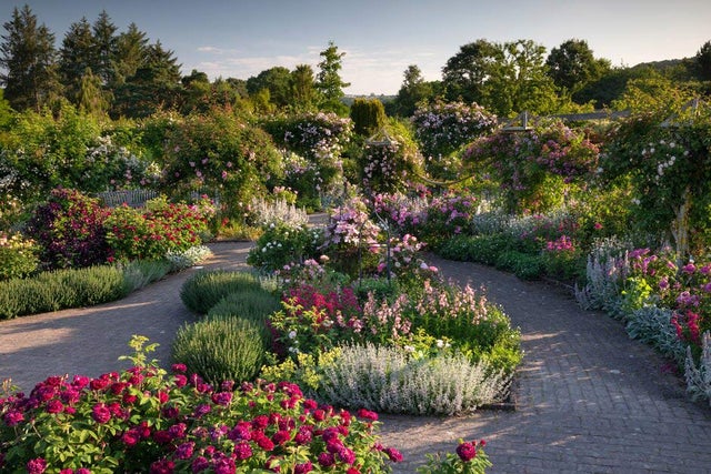 Roses at RHS Gardens