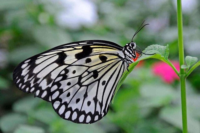 RHS Plants for Pollinators
