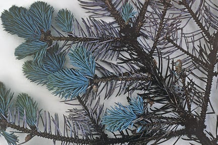 Green spruce aphid (<i>Elatobium abietinum</i>) on Spruce (<i>Picea pungens</i>). Credit: RHS/Entomology.