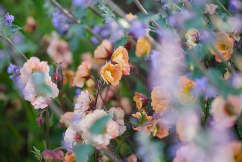 Geum ‘Mai Tai’ (Cocktail Series)
