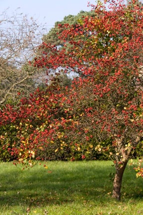 Trees for Smaller Gardens | RHS Advice