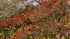 Serviceberry Tree In Spring Trees for Smaller Gardens | RHS Advice