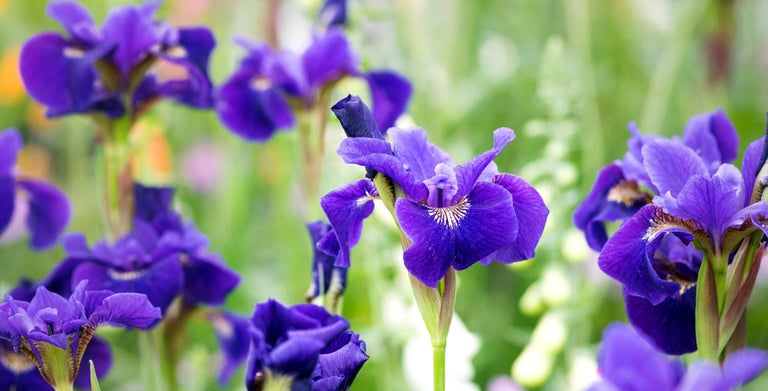 Iris
