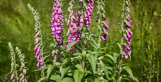 Biennial foxgloves