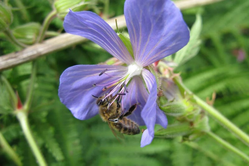 Meadow cranesbill