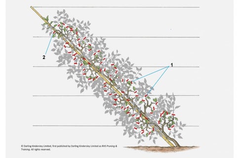 Apples and pears: pruning cordons | RHS Advice