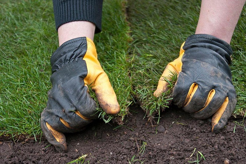 Lawn Care for Drought Conditions | RHS Advice