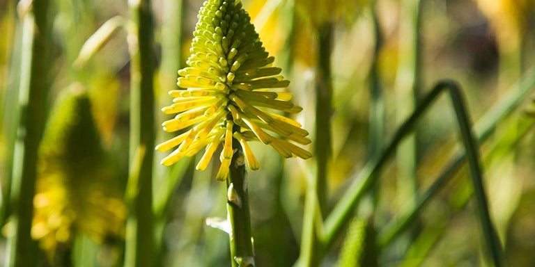 Buy kniphofia from RHSPlants.co.uk