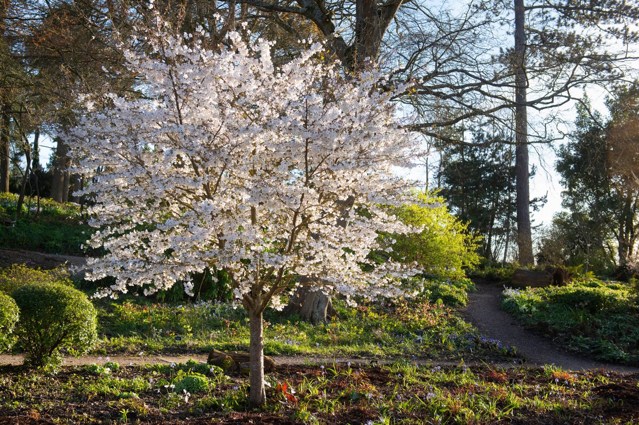 Small prunus (ornamental cherry)