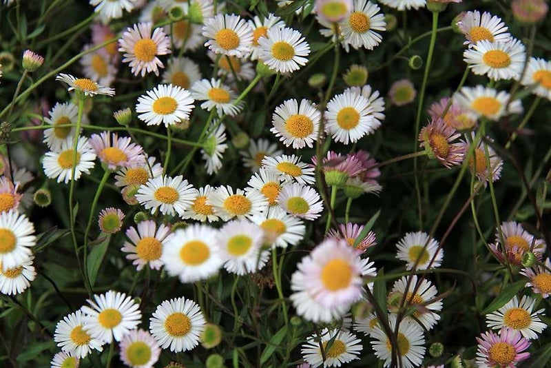 Daisy memories
