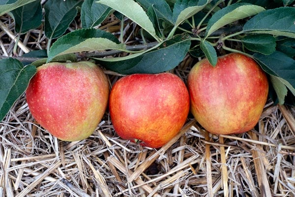 'Worcester Pearmain' AGM