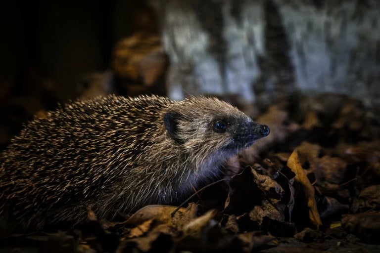 Gardening for wildlife: everything you need to know