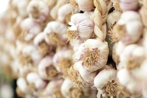 Grey Garlic How to grow garlic | RHS Guide