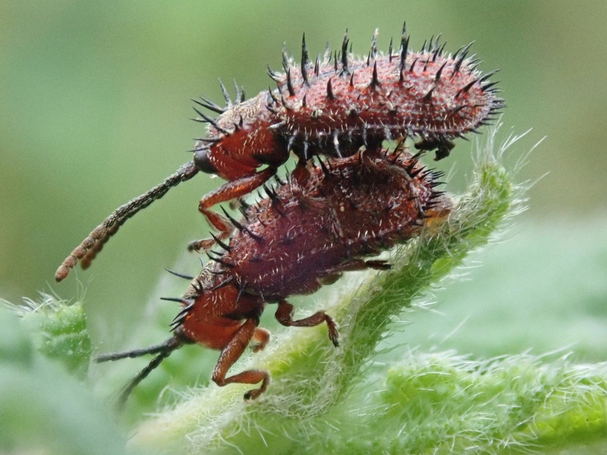 Rockrose prickly leaf beetles (<i>Dicladispa testacea</i>) Credit: Daniel W. Hall