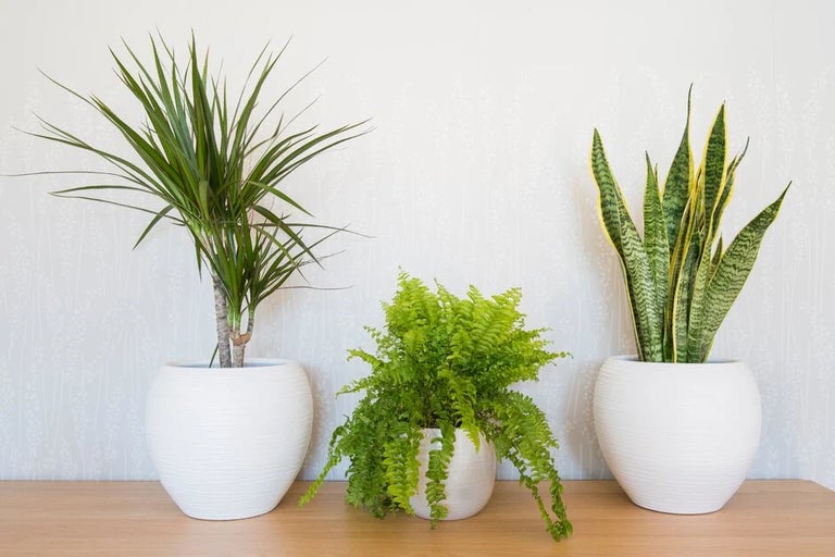 Easy care houseplants